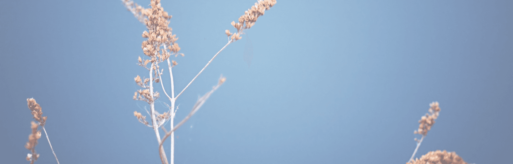Værdier, MUS og trivselsundersøgelser